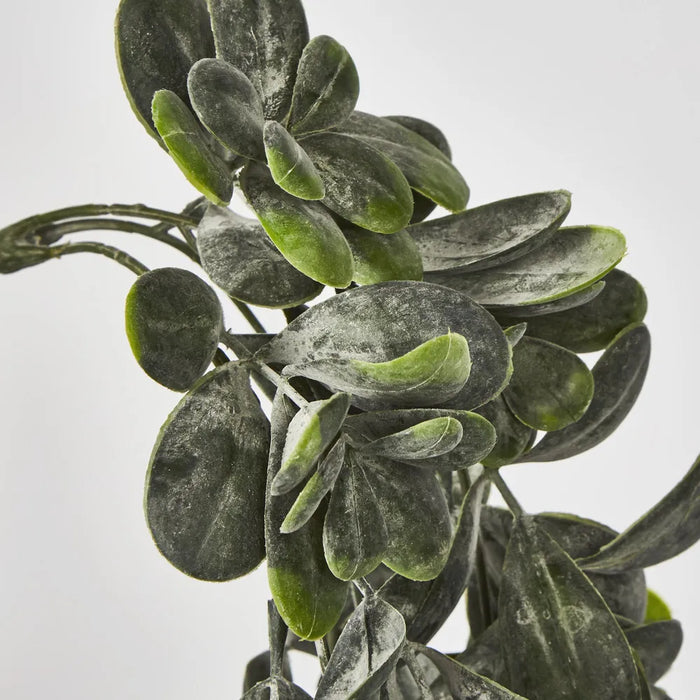 Hanging Jade Plant  Green – Pack Of 12