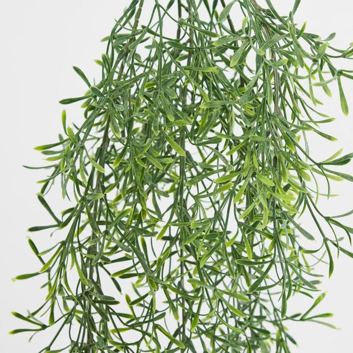 Springeri Vine Green 66cm – Pack Of 12