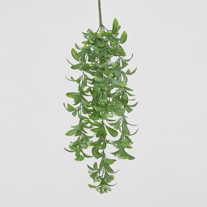 Osmanthus Hanging Bush with White Flower Green 25cm – Pack Of 6