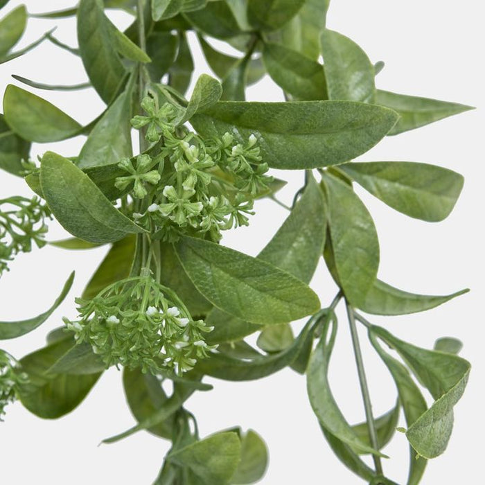 Osmanthus Hanging Bush with White Flower Green 25cm – Pack Of 6