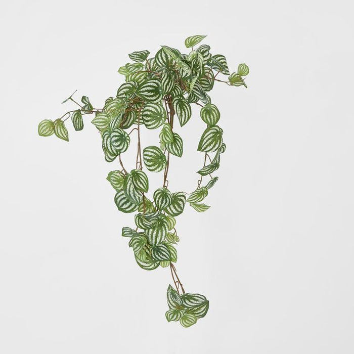 Watermelon Peperomia Hanging Bush Green White - Pack of 6