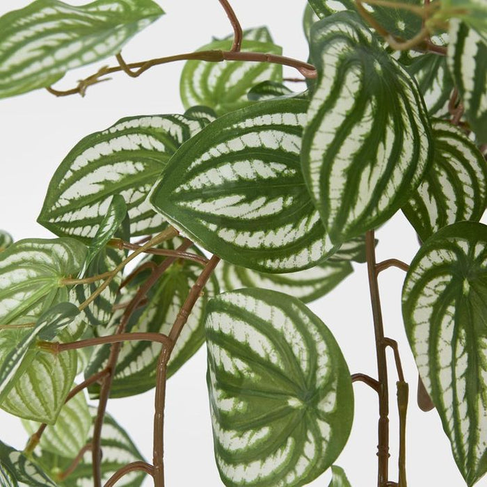 Watermelon Peperomia Hanging Bush Green White - Pack of 6