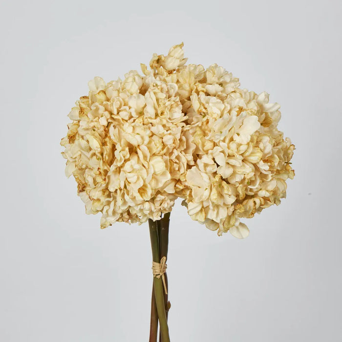 Dried Cream Hydrangea Cream 30cm – Pack of 4