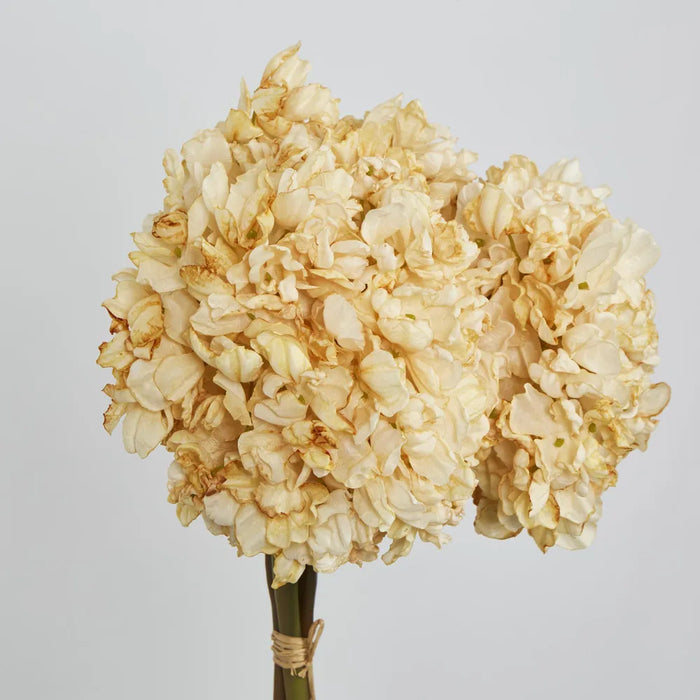 Dried Cream Hydrangea Cream 30cm – Pack of 4