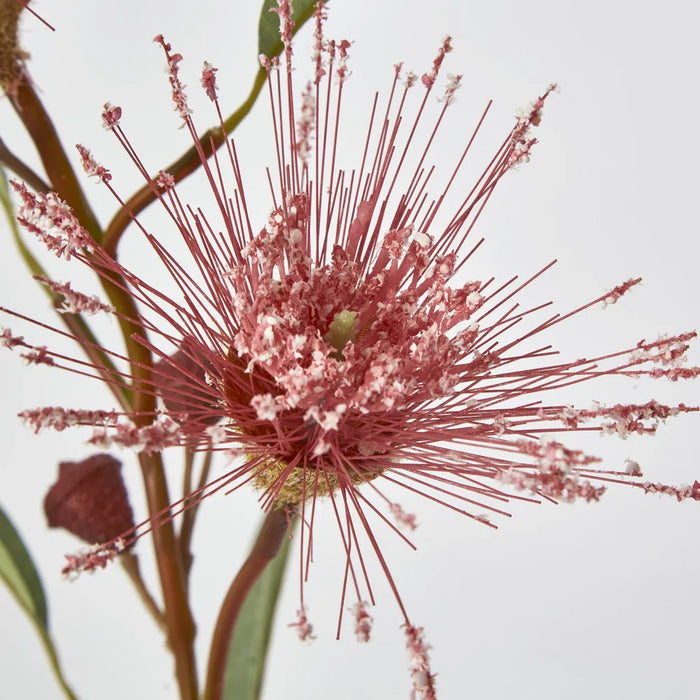 Pink Flowering Gum – Pack of 24