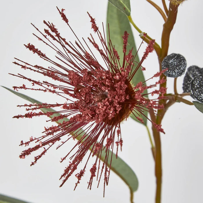 Red Flowering Gum – Pack of 24