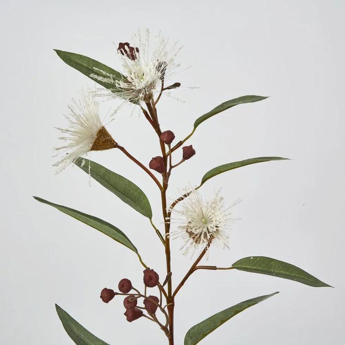 White Flowering Gum – Pack of 24