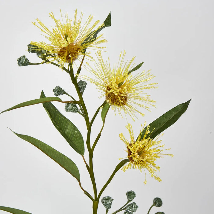 Yellow Flowering Gum – Pack of 24