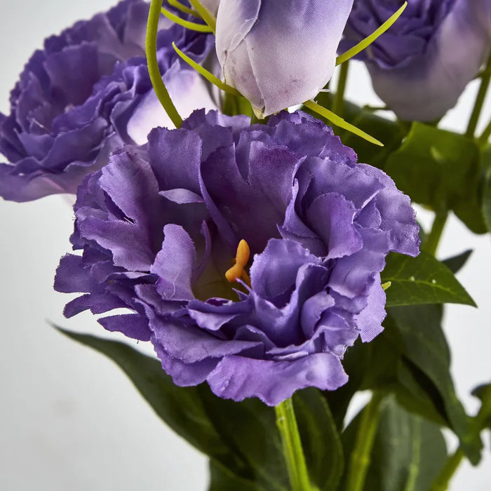 Lisianthus Flower And Bud Purple – Pack Of 24