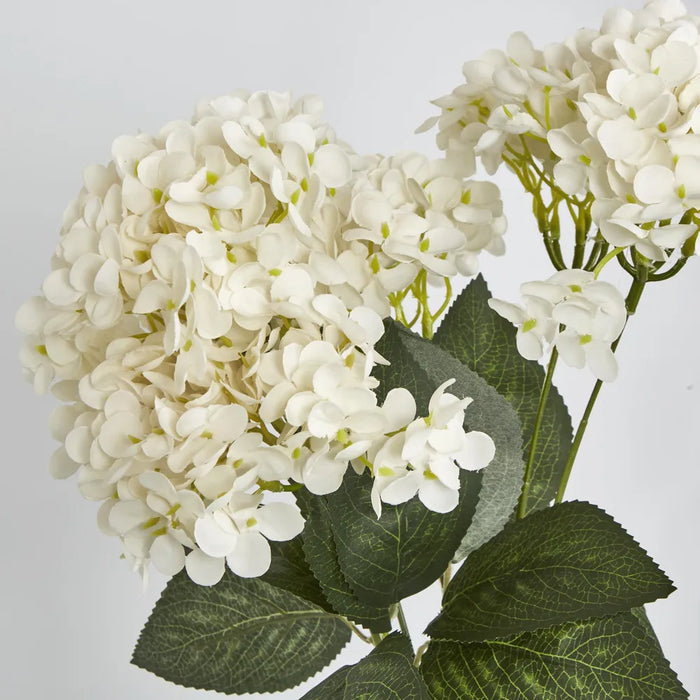 Hydrangea Bush White