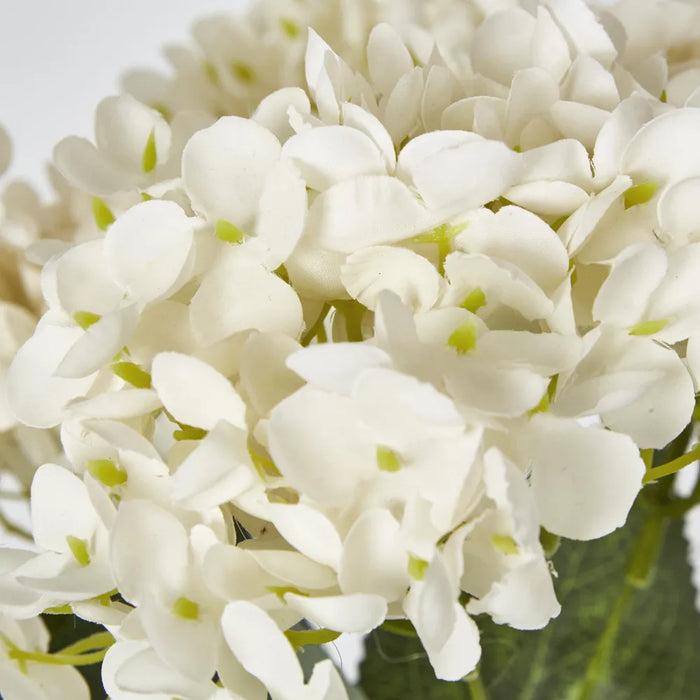 Hydrangea Bush White