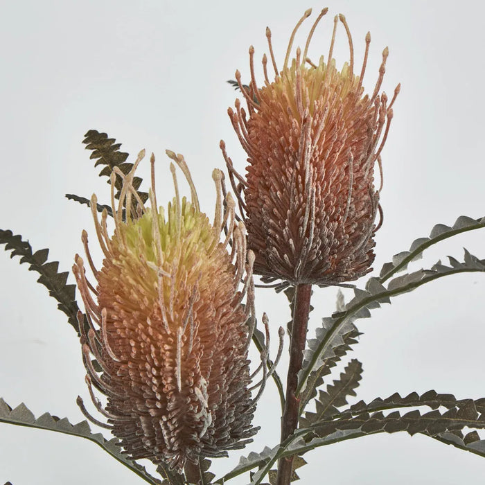 Banksia Spray Orange – Pack of 12