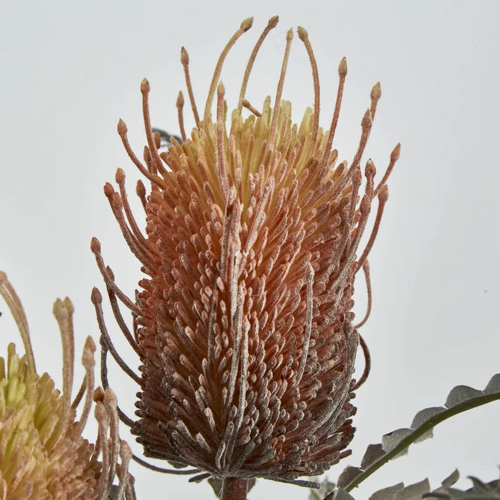 Banksia Spray Orange – Pack of 12