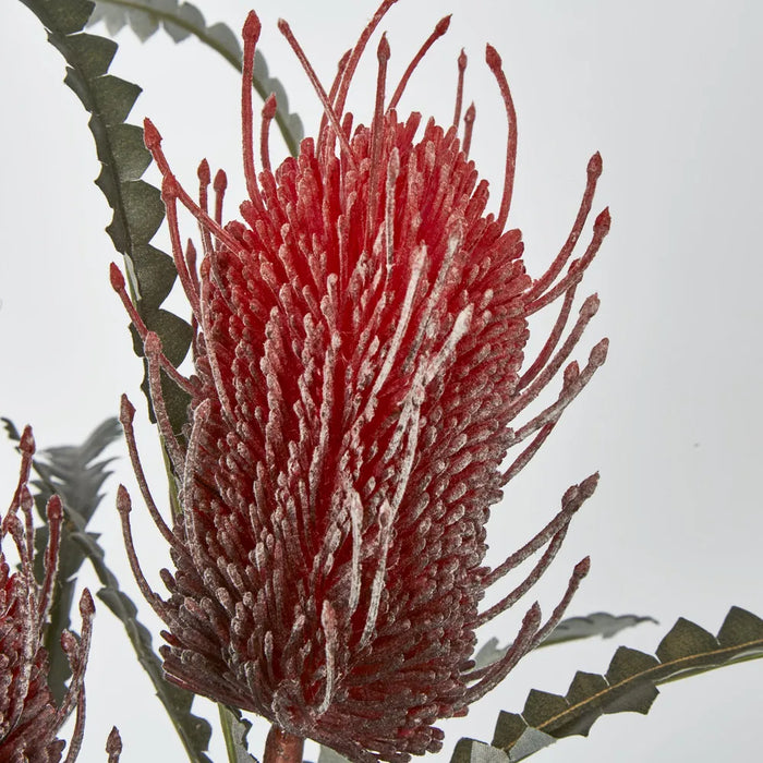 Banksia Spray Red – Pack of 12