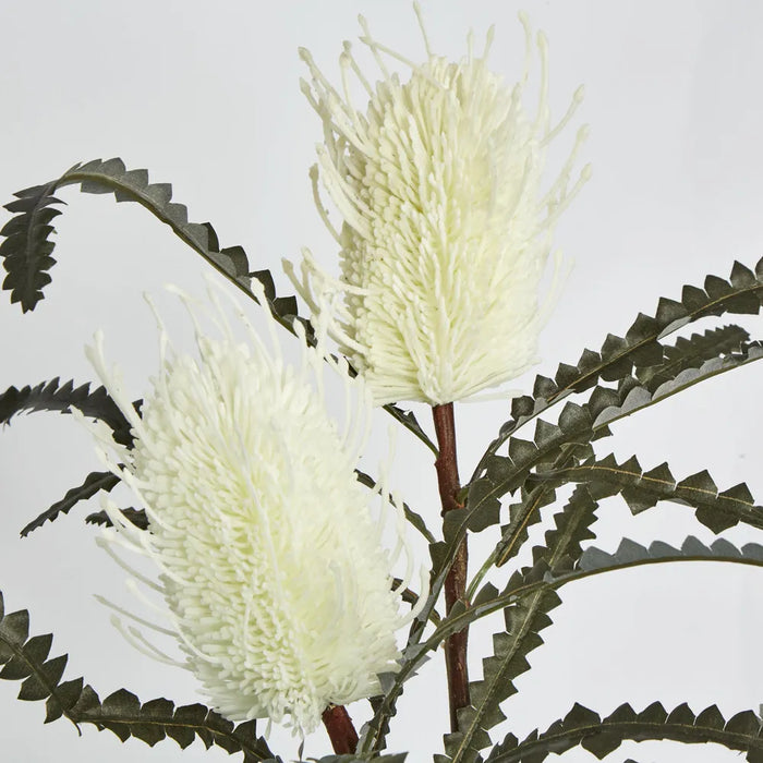 Banksia Spray White Cream – Pack of 12