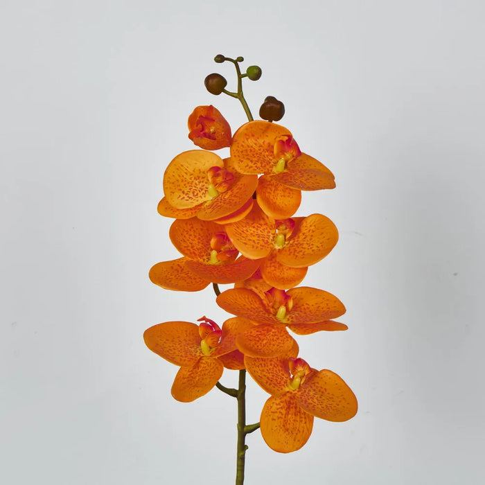 Phalaenopsis Orchid 7 Flowers One Bud Orange 100cm – Pack Of 12