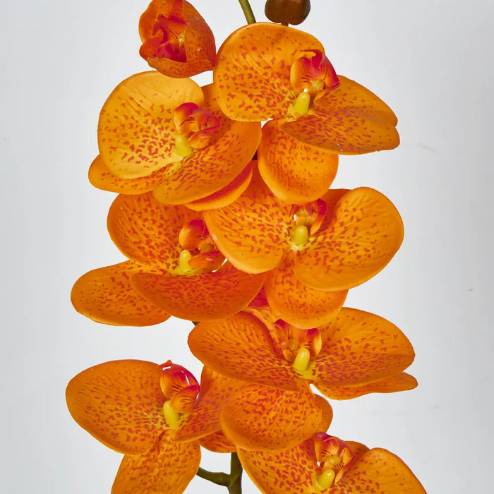 Phalaenopsis Orchid 7 Flowers One Bud Orange 100cm – Pack Of 12