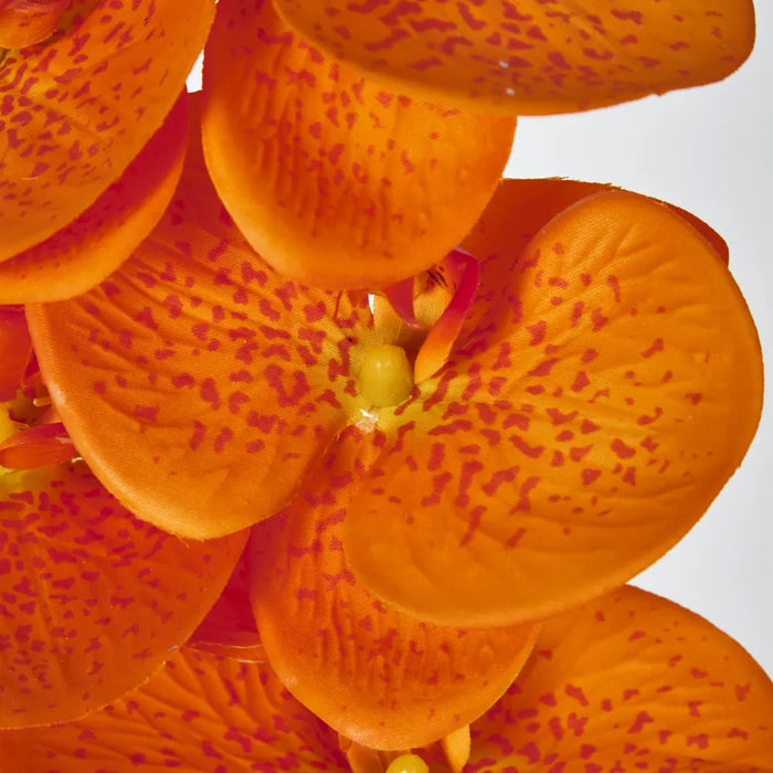 Phalaenopsis Orchid 7 Flowers One Bud Orange 100cm – Pack Of 12