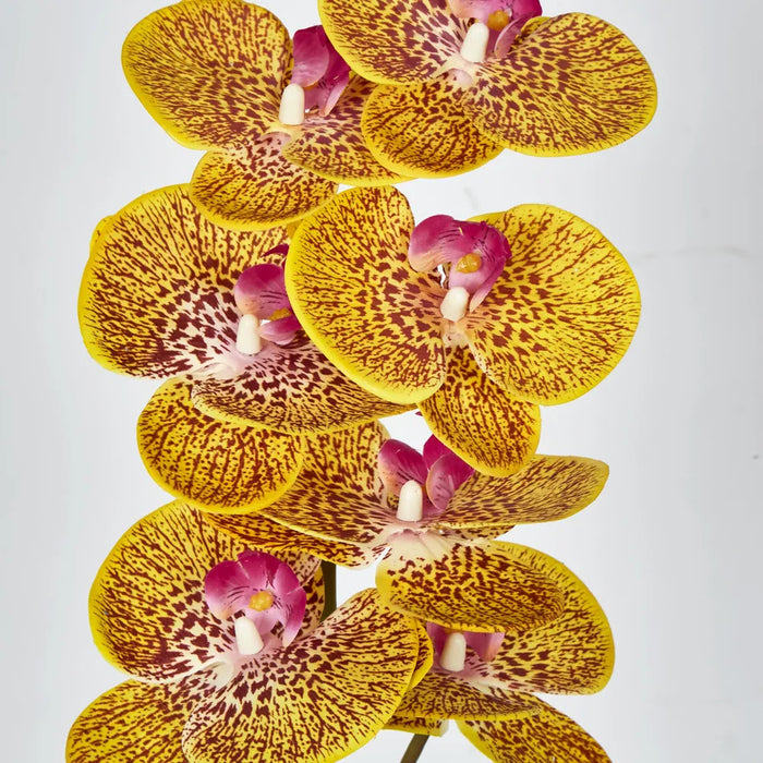 Phalaenopsis Orchid 7 Flowers One Bud Yellow 100cm – Pack Of 12