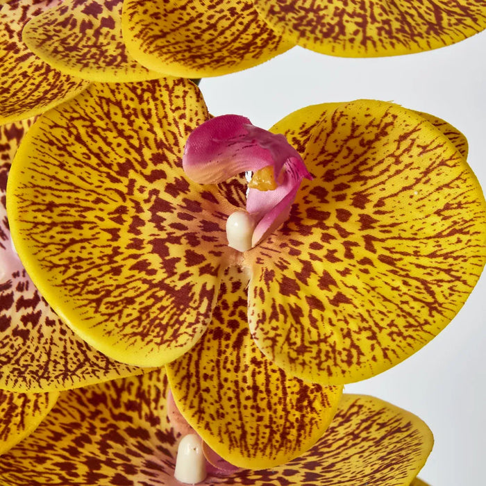 Phalaenopsis Orchid 7 Flowers One Bud Yellow 100cm – Pack Of 12