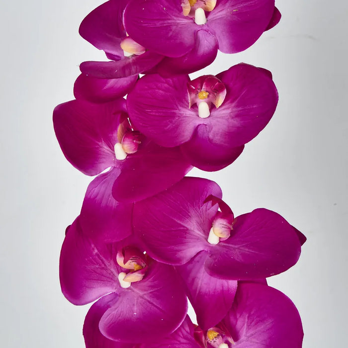 Phalaenopsis Orchid 7 Flowers One Bud Hot Pink 100cm – Pack Of 12