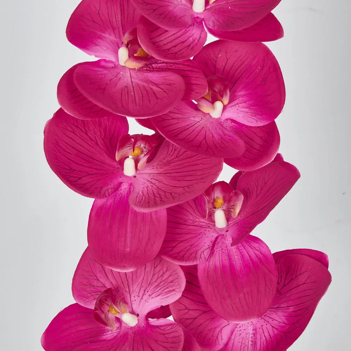 Phalaenopsis Orchid 7 Flowers One Bud Purple 100cm – Pack Of 12