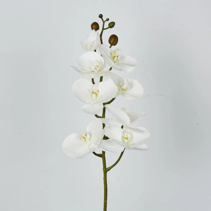 Phalaenopsis Orchid 7 Flowers One Bud White 100cm – Pack Of 12