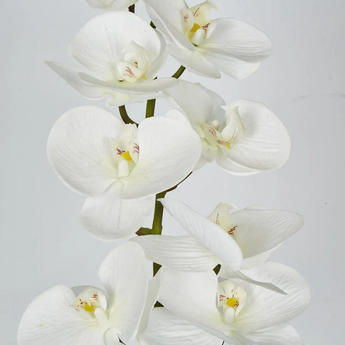 Phalaenopsis Orchid 7 Flowers One Bud White 100cm – Pack Of 12