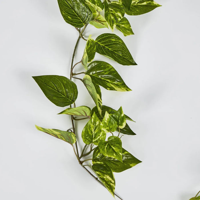 Pothos Garland Yellow 152cm – Pack Of 6