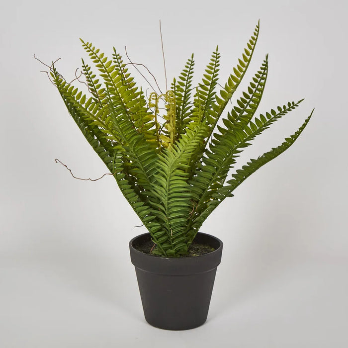 Potted Fern Green 28cm - Pack of 6