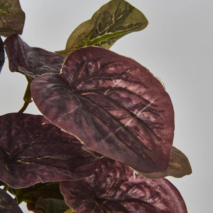 Hanging Peperomia Leaf Bush in White Pot Burgundy 28cm – Pack of 12