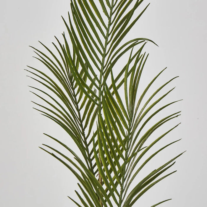 Green Arca Palm Green 30cm - Pack of 12