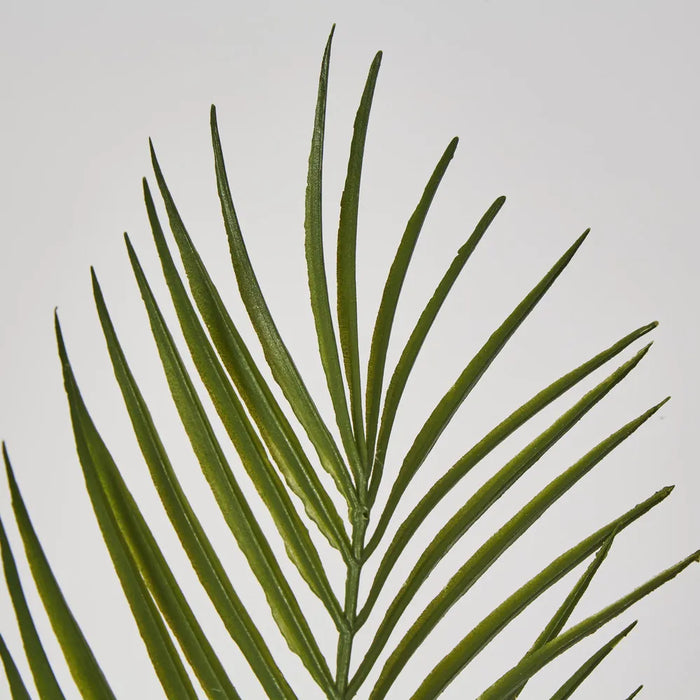 Green Arca Palm Green 30cm - Pack of 12