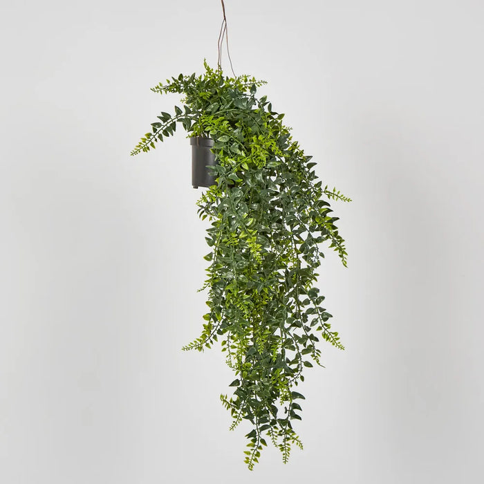 Hanging Baker Fern in Pot Green – Pack of 6