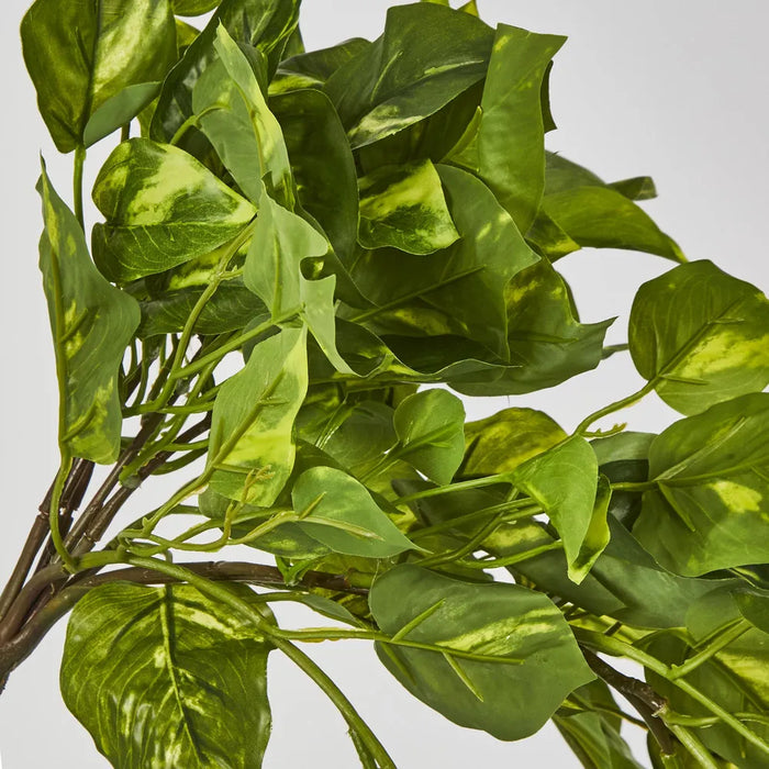 Hanging Pothos Plant Green 75cm – Pack Of 6