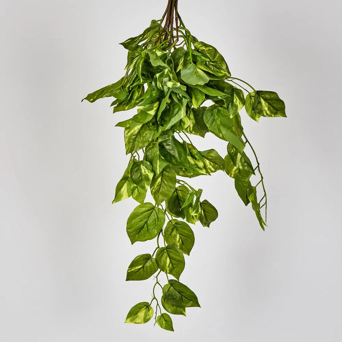 Hanging Pothos Plant Green 75cm – Pack Of 6