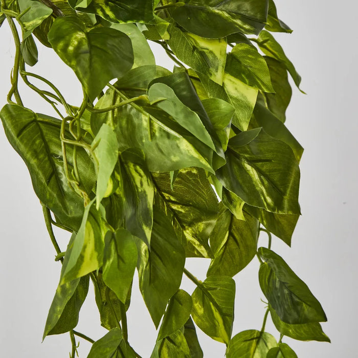 Hanging Pothos Plant Green 75cm – Pack Of 6