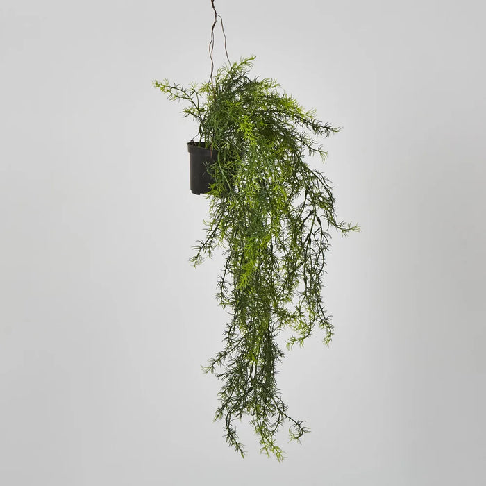 Sprengeri in Hanging Pot Asparagus Fern Green 80cm – Pack of 6