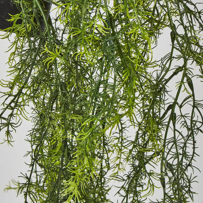 Sprengeri in Hanging Pot Asparagus Fern Green 80cm – Pack of 6