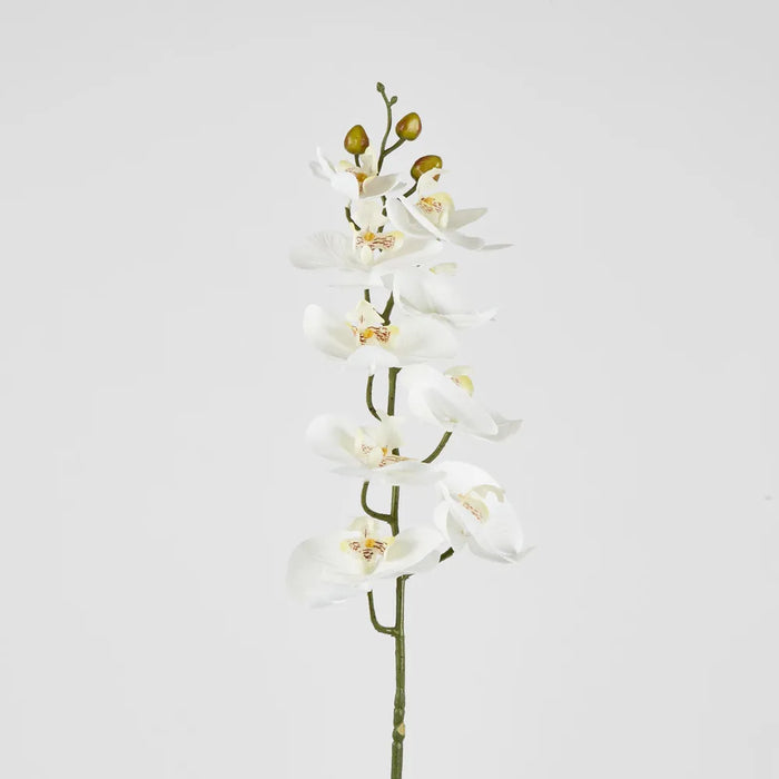 Phalaenopsis Orchid White – Pack Of 12