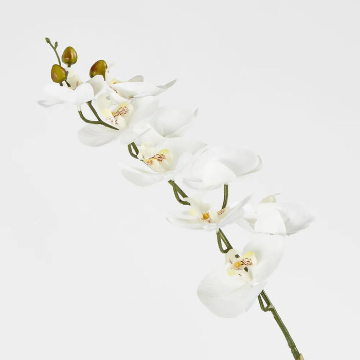 Phalaenopsis Orchid White – Pack Of 12