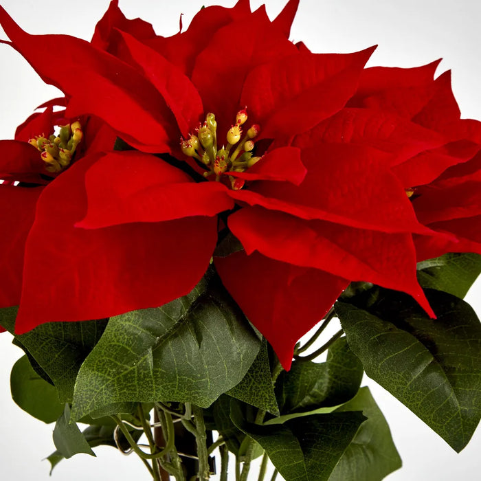 Poinsettia Bush Red Velvet 30cm – Pack of 12