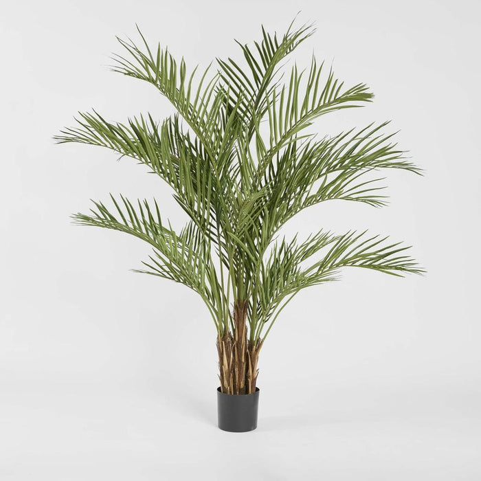 Areca Palm Tree Potted Wide 200cm