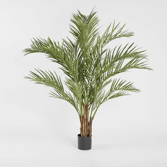 Areca Palm Tree Potted Wide 200cm