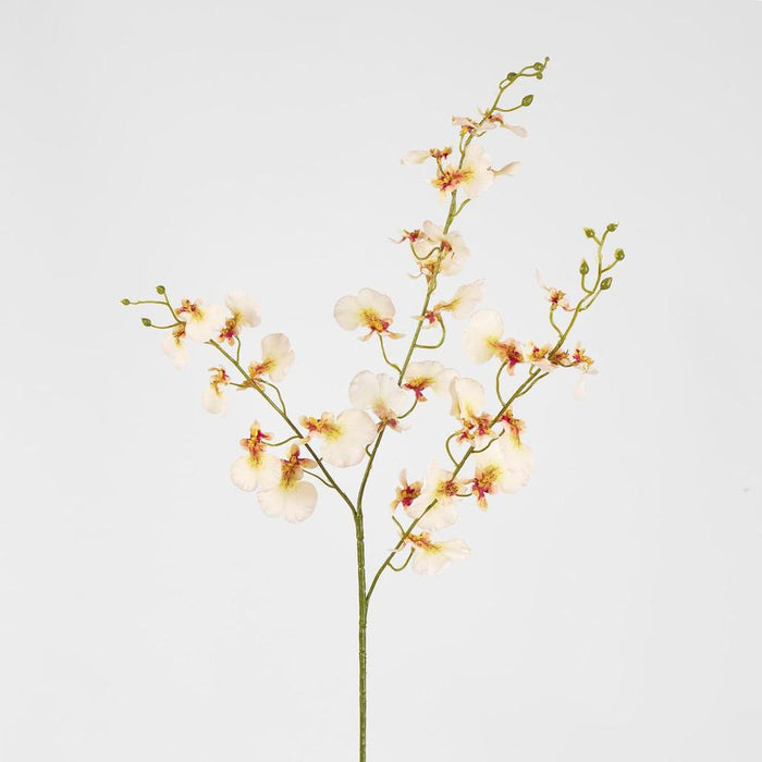 Lilly Dancing Orchid
98cm Cream - Pack of 12