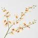 Lilly Dancing Orchid
98cm Cream - Pack of 12