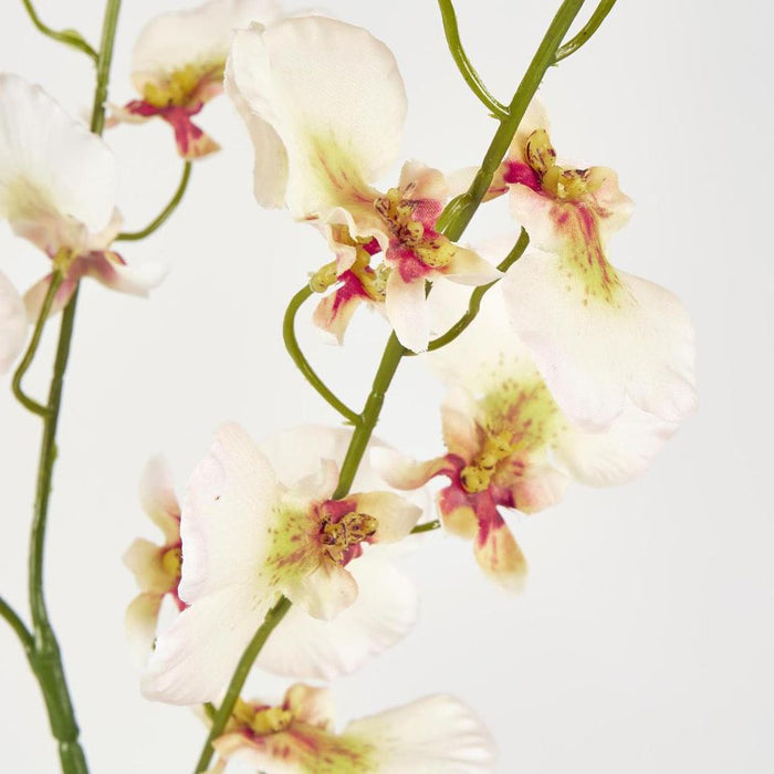 Lilly Dancing Orchid
98cm Cream - Pack of 12