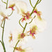 Lilly Dancing Orchid
98cm Cream - Pack of 12