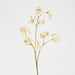 Jane Sweet Pea 60cm Off White - Pack of 12