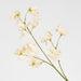 Jane Sweet Pea 60cm Off White - Pack of 12